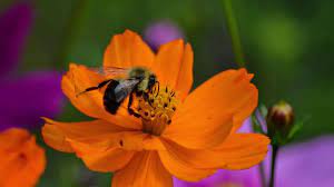 The benefits it stops all itching on animals and humans. Sulphur Cosmos Seeds Cosmos Sulphureus American Meadows