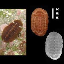 Image result for Galeomma