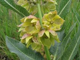 Image result for Pachycarpus concolor