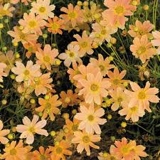But growing the right plants is a big part of successful gardening on clay soil, and some plants are perfectly well adapted to the conditions it provides. Sienna Sunset Coreopsis Clay Soil Plants Plants Perennials