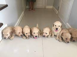 The puppies parents are american golden retreviers and are akc registered this puppy has a loving and sweet tempered dispostion, family raised and loved, excellent health history, vet checked and up to date on vaccinations and dewormer. Golden Retriever Puppies Newborn To 12 Weeks Time Lapse Video Newborn Puppies Dog Training Puppy Litter