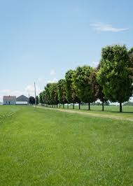 The Best Time To Water Your Lawn Commercial Lawn Irrigation