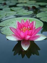 Waterlily Prob The Flower With The Most Meaning To Me Flower Meaning Prob Waterlily Beautiful Pink Flowers Beautiful Flowers Flower Pictures