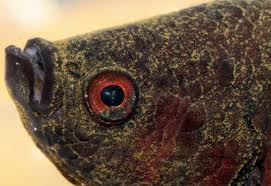 Velvet Rust Aquarium Fish Tropical Fish Aquarium Betta Fish