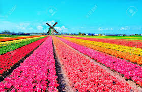 Same day flower delivery on all bouquets. Dutch Windmill And Colorful Tulips Flowers In Holland Netherlands Stock Photo Picture And Royalty Free Image Image 63956440