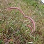 Image result for Cenchrus polystachios