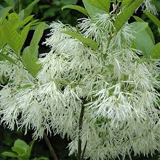 Image result for Chionanthus