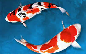 Maybe you would like to learn more about one of these? Koi Websites