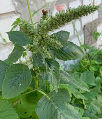 Image result for Amaranthus thunbergii
