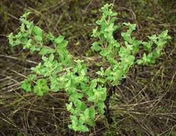 Image result for Acanthospermum