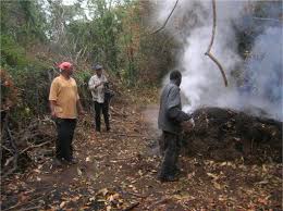 Image result for Sopubia ramosa