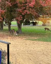 Hummingbird moth ❤️ #hummingbirdmoth