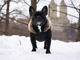 Blue french bulldog puppies french bulldog facts cute french bulldog french bulldogs animals and pets french bulldog puppy in a swan float in the pool #bulldogspuppies #buldog. Understanding French Bulldogs Colors French Bulldog Facts French Bullevard