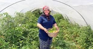 Hatayli Kadin Ciftci Organik Tarimi Icin Organik Gubre Uretti