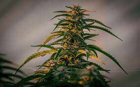 In contrast, recreational consumers will be able to buy weed up to one ounce or as much as five grams of marijuana concentrates. The Us Marijuana Harvest Price Report 2020 Leafly