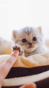 خلفيات قطط كيوت 2019 صور قطط للبنات رائعة 2020 فوتوجرافر Cute Animals Cute Baby Animals Kittens Cutest