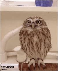 How do owls turn their heads 270 degrees without damaging their blood vessels? Best Owl Gifs Primo Gif Latest Animated Gifs