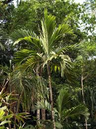 Image result for Ptychosperma elegans