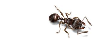 Our certified exterminators intervene safely and effectively! City Pest Control Pest Extermination Across The Gta With Guaranteed Results Pest Control Ant Removal Best Pest Control