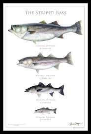 Black And White Striped Saltwater Fish Florida Pin On Painting Lures