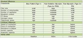 types of muscle fibers slow twitch vs fast twitch