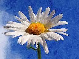 Images Of Daisy Flower Watercolours Google Search Resim Cizim Papatyalar