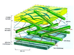 Check spelling or type a new query. The Plant Cell Wall Growth And Development From