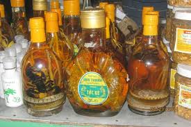 Image result for snake wine