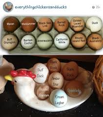 Black Australorp Egg Color Chickens And Their Eggs Chickens Backyard Chicken Breeds Best Egg Laying Chickens