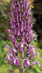 Image result for Lobelia lobata
