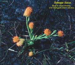 Image result for Polygala luteoviridis