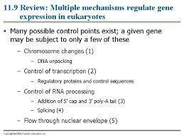 Chapter 11 How Genes Are Controlled Power Point
