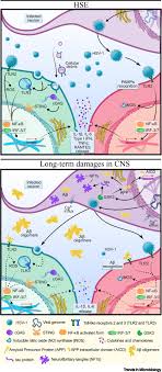 Pictures and facts about stds. Herpes Simplex Virus 1 In The Brain The Dark Side Of A Sneaky Infection Trends In Microbiology