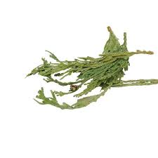 Image result for Heinsia