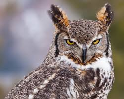 Birds Of Prey Box Office Tracking If Looks Could Kill Great Horned Owl Staring At Camera Horned Owl Great Horned Owl Facts Owl Facts