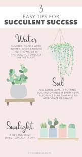 3 Easy Tips For Succulent Success Cool Plants Succulent Gardening Cactus Care