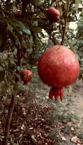 The pomegranate flowers may be solitary (single) or grouped in twos and threes at the ends of the branches. The Pomegranate An Exploration Of The Pomegranate S Meaning In History Mythology Symbology Nora Kovats