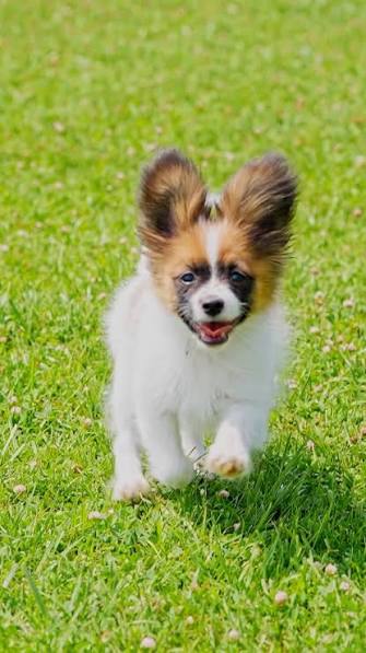 Whimsy the Papillon! He is the best puppy ever and so much fun to train. ,  Awesome video captured by @squintsbehindthecamera , ., ., ., ., ., #dog  #dogs #dogsofinstagram #dogstagram #dogsofinsta ...