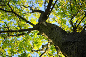 A neat edge can be created simply by tidying up the boundary of your lawn. 9 Ways To Landscape Around Trees Lawnstarter