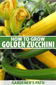 En av de beste typer espalier å bruke for squash er trekant bur espalier. How To Grow Golden Zucchini Gardener S Path