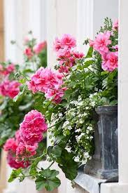 Window Boxes Flower Boxes Pink Geranium Beautiful Flowers