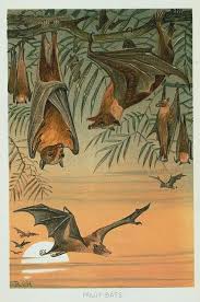 Animal Bat Group Fruit Bats Bat Art Fruit Bat Art