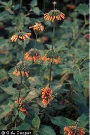 Image result for Leonotis nepetifolia