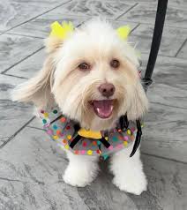 Hey there from Livi, the life of the party! 🐾