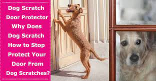 Our first instinct as dog owners is to assume that he needs to go to the bathroom. Dog Scratch Door Protector Why Does Your Dog Scratch A Lot And How To Stop Protect Your Door From Dog Scratches Petxu