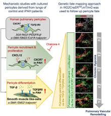 Perhaps the same technique could be applied to slices? Lineage Tracing Reveals The Dynamic Contribution Of Pericytes To The Blood Vessel Remodeling In Pulmonary Hypertension Arteriosclerosis Thrombosis And Vascular Biology