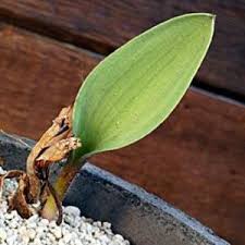 Image result for Eriospermum porphyrium