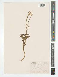 Image result for Triumfetta welwitschii