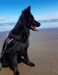 National Black Dog Day 30 Beautiful Black Dogs To Celebrate Pictures Dogtime In 2020 Black Dog Day Black Dog Dogs