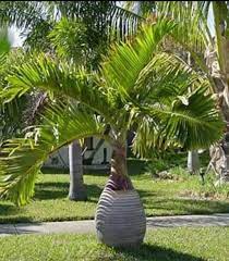 Jual Jual 5 Ons Benih Biji Pohon Palem Botol Unik Di Lapak Zaffa Agro Bukalapak